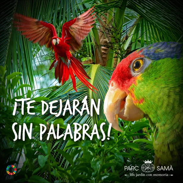 Parc Samà: anuncio en redes sociales «¡Te dejarán sin palabras!» de los guacamayos